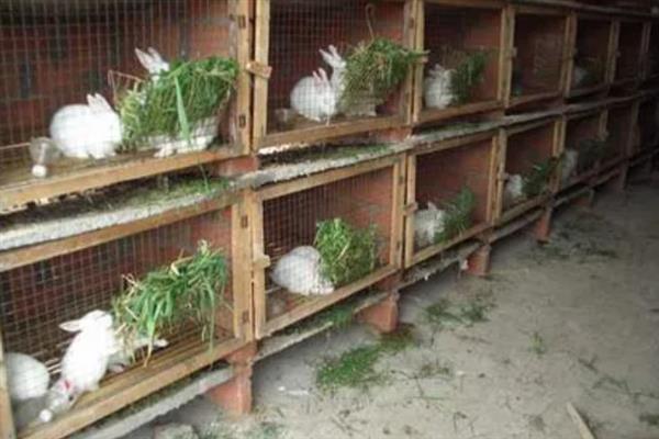 冬季饲养肉兔要注意什么，兔舍的温度应保持在15-25℃