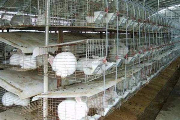 冬季饲养肉兔要注意什么，兔舍的温度应保持在15-25℃
