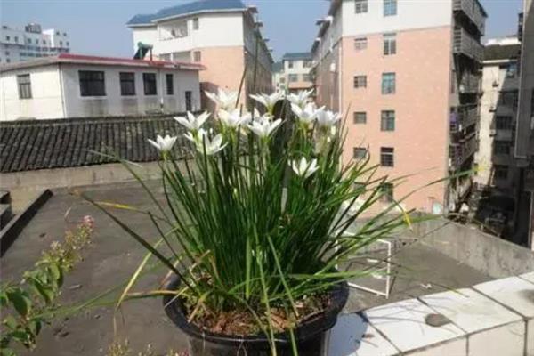 葱兰烂根怎么解决，需赶紧从盆土出取出来
