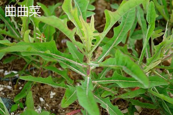 营养丰富的野菜，常见的有曲曲菜、野蒜等