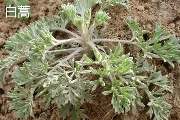 营养丰富的野菜，常见的有曲曲菜、野蒜等