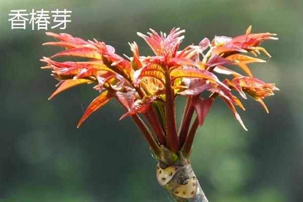 营养丰富的野菜，常见的有曲曲菜、野蒜等