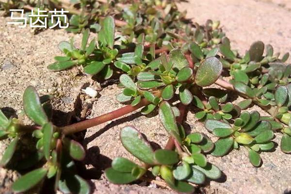 营养丰富的野菜，常见的有曲曲菜、野蒜等