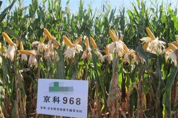 屯玉京科968玉米种简介，适播种期在4月下旬-5月上