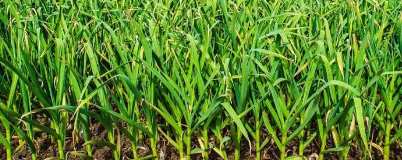 大蒜怎么种植，播种深度为3-4厘米左右
