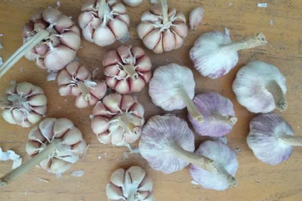 大蒜怎么种植，播种深度为3-4厘米左右