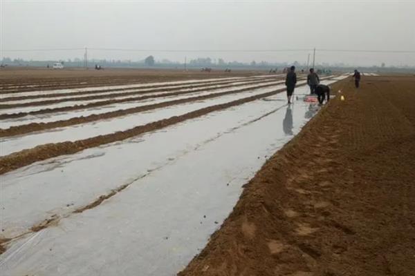 大蒜怎么种植，播种深度为3-4厘米左右