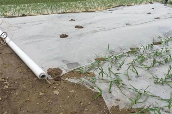 大蒜怎么种植，播种深度为3-4厘米左右