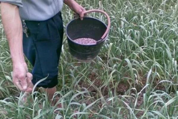 大蒜怎么种植，播种深度为3-4厘米左右