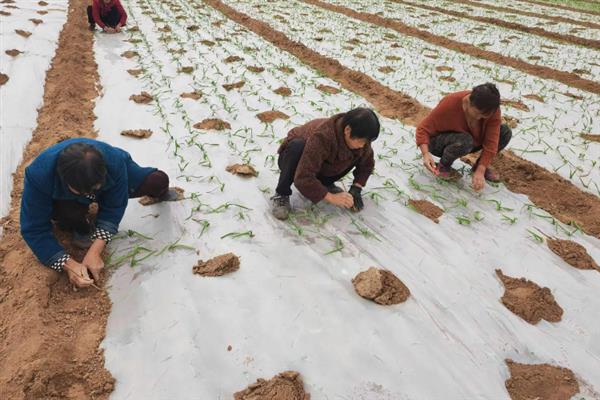 大蒜怎么种植，播种深度为3-4厘米左右