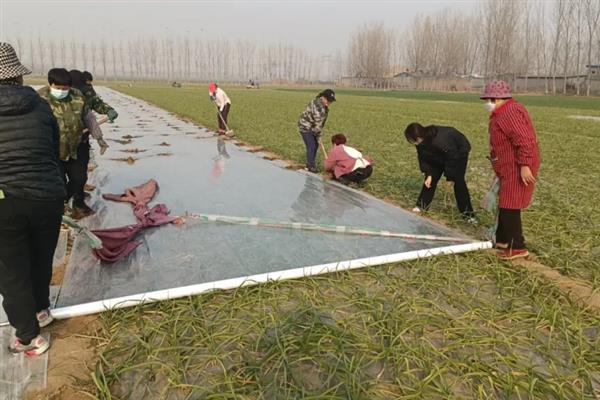 大蒜怎么种植，播种深度为3-4厘米左右