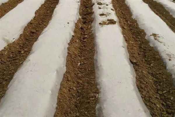 大蒜怎么种植，播种深度为3-4厘米左右