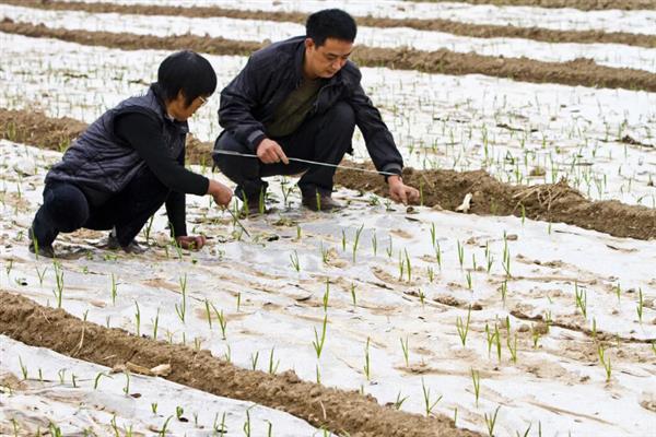大蒜怎么种植，播种深度为3-4厘米左右