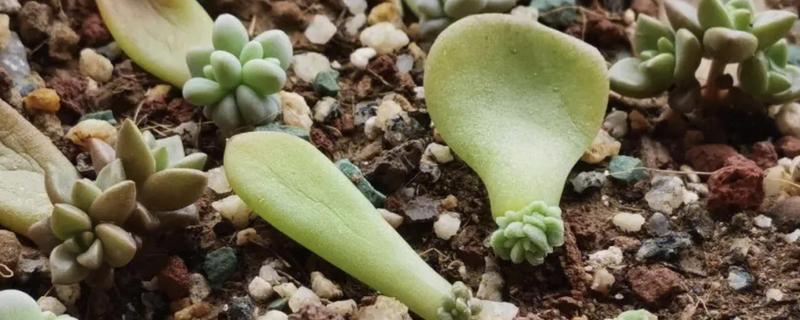 快速繁殖多肉的方法，主要有叶插、茎插、根插这三种方式