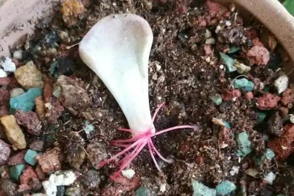 快速繁殖多肉的方法，主要有叶插、茎插、根插这三种方式