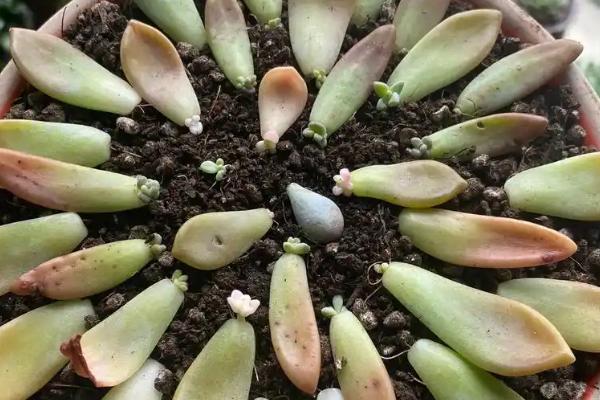 快速繁殖多肉的方法，主要有叶插、茎插、根插这三种方式