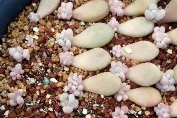 快速繁殖多肉的方法，主要有叶插、茎插、根插这三种方式