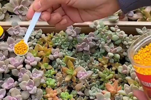快速繁殖多肉的方法，主要有叶插、茎插、根插这三种方式
