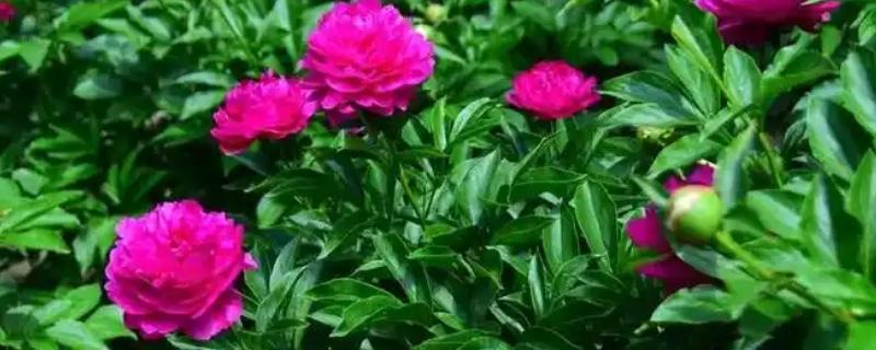 盆栽芍药花苞变黑怎么办，缺少养分需追施氮磷钾复合肥