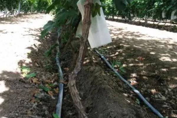 春季怎么管理葡萄,提供全日照可促进花芽生长