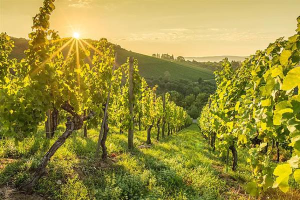 春季怎么管理葡萄,提供全日照可促进花芽生长