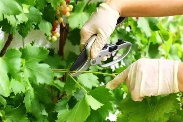 春季怎么管理葡萄,提供全日照可促进花芽生长