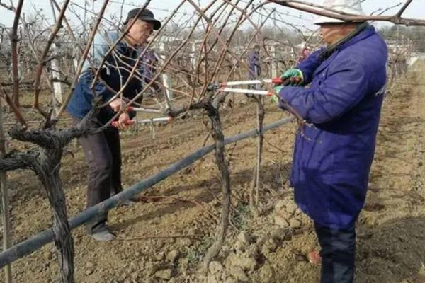 春季怎么管理葡萄,提供全日照可促进花芽生长