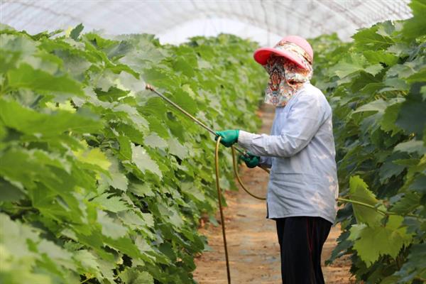 春季怎么管理葡萄,提供全日照可促进花芽生长