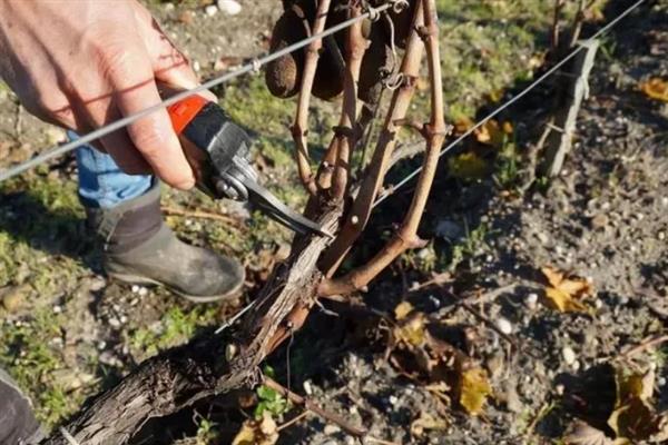 春季怎么管理葡萄,提供全日照可促进花芽生长