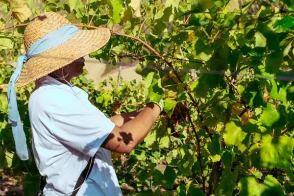 春季怎么管理葡萄,提供全日照可促进花芽生长