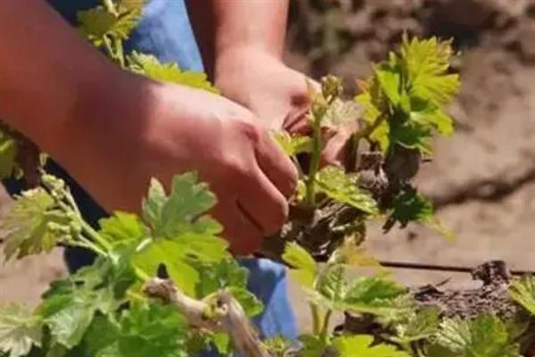 春季怎么管理葡萄,提供全日照可促进花芽生长