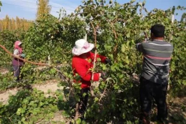 春季怎么管理葡萄,提供全日照可促进花芽生长