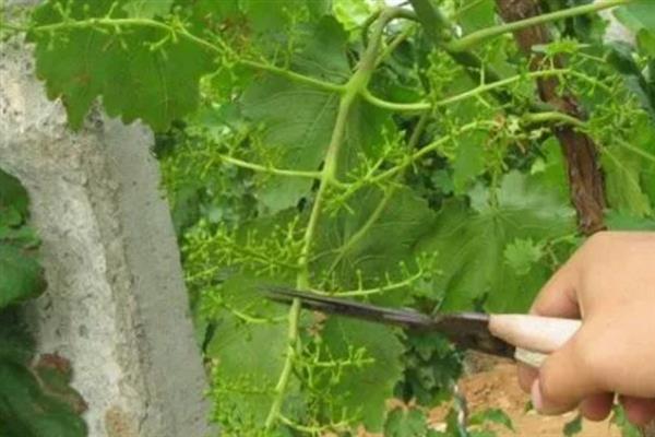 春季怎么管理葡萄,提供全日照可促进花芽生长