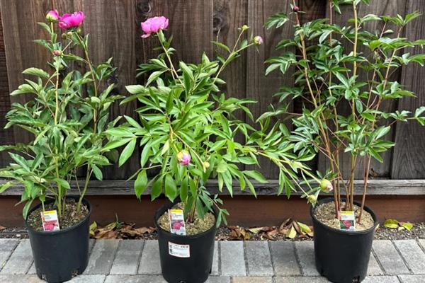 盆栽芍药花苞变黑怎么办，缺少养分需追施氮磷钾复合肥