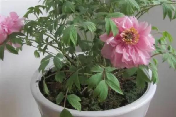 盆栽芍药花苞变黑怎么办，缺少养分需追施氮磷钾复合肥