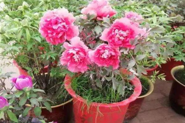 盆栽芍药花苞变黑怎么办，缺少养分需追施氮磷钾复合肥