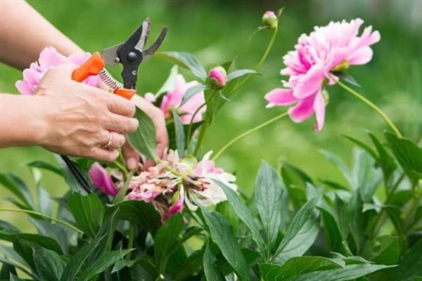 盆栽芍药花苞变黑怎么办，缺少养分需追施氮磷钾复合肥