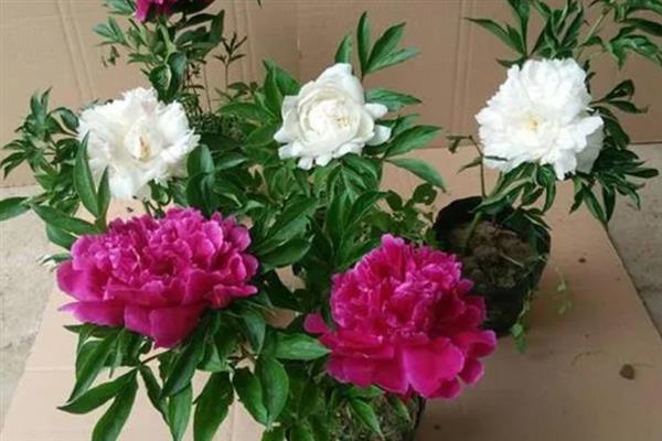 盆栽芍药花苞变黑怎么办，缺少养分需追施氮磷钾复合肥