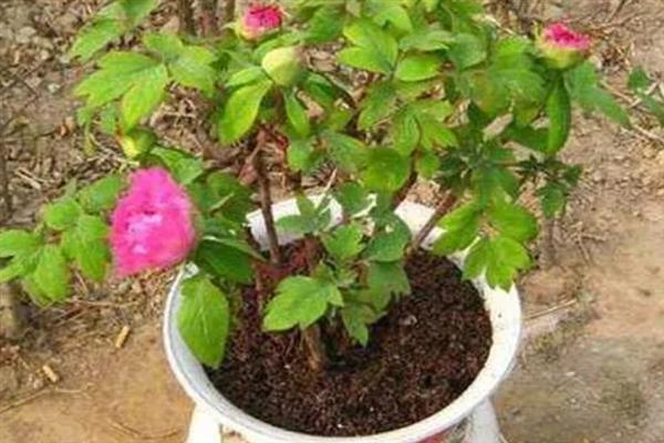 盆栽芍药花苞变黑怎么办，缺少养分需追施氮磷钾复合肥