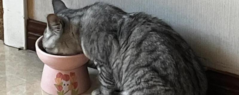 猫咪吐黄水吐猫粮的原因，主要是消化不良、肠道寄生虫感染等因素引起