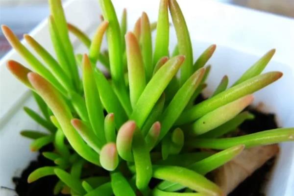 开花后的奔龙多肉怎么修剪，从花茎部分剪除残花可节省养分