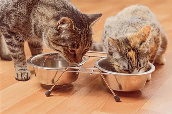猫咪吐黄水吐猫粮的原因，主要是消化不良、肠道寄生虫感染等因素引起