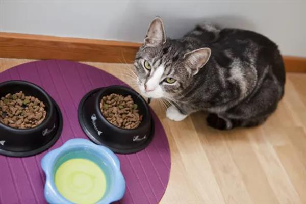猫咪吐黄水吐猫粮的原因，主要是消化不良、肠道寄生虫感染等因素引起