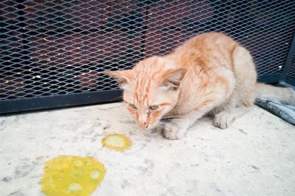猫咪吐黄水吐猫粮的原因，主要是消化不良、肠道寄生虫感染等因素引起