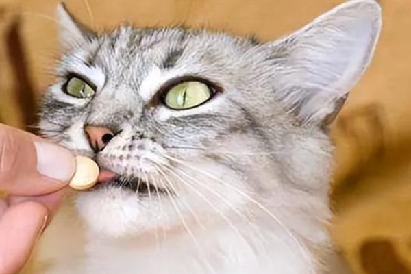 猫咪吐黄水吐猫粮的原因，主要是消化不良、肠道寄生虫感染等因素引起