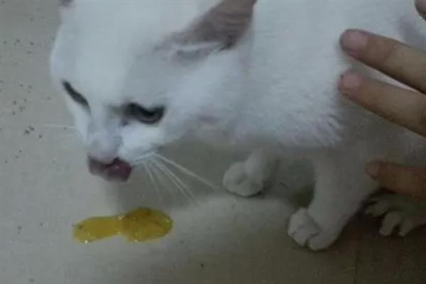 猫咪吐黄水吐猫粮的原因，主要是消化不良、肠道寄生虫感染等因素引起