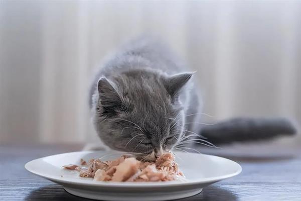 猫咪吐黄水吐猫粮的原因，主要是消化不良、肠道寄生虫感染等因素引起