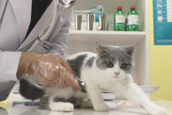 猫咪吐黄水吐猫粮的原因，主要是消化不良、肠道寄生虫感染等因素引起