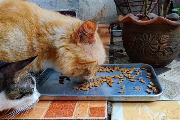 猫咪吐黄水吐猫粮的原因，主要是消化不良、肠道寄生虫感染等因素引起