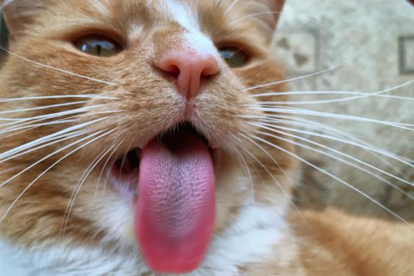 猫咪吐黄水吐猫粮的原因，主要是消化不良、肠道寄生虫感染等因素引起